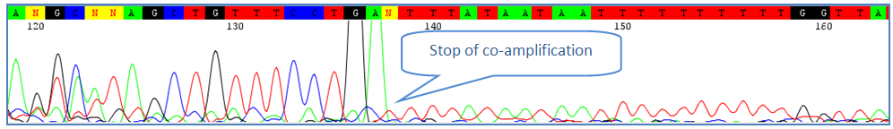 coamplification of contaminants