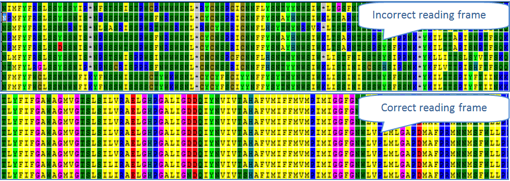 Shifts in reading frame